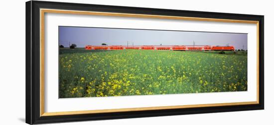 Commuter Train Passing Through Oilseed Rape Fields, Baden-Wurttemberg, Germany-null-Framed Photographic Print