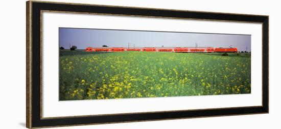Commuter Train Passing Through Oilseed Rape Fields, Baden-Wurttemberg, Germany-null-Framed Photographic Print
