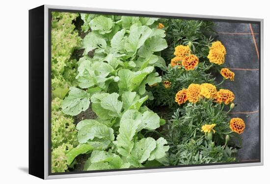 Companion Planting-Bob Gibbons-Framed Premier Image Canvas