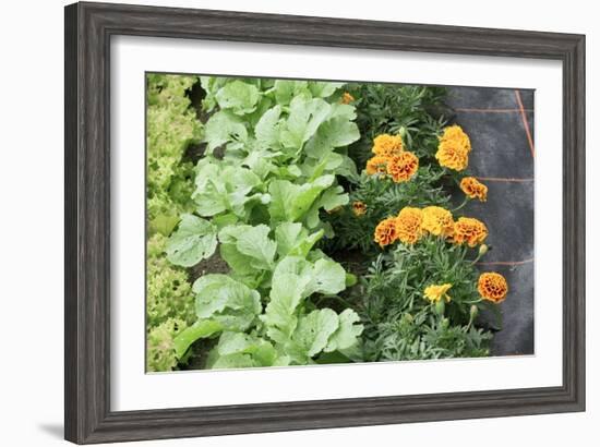 Companion Planting-Bob Gibbons-Framed Photographic Print