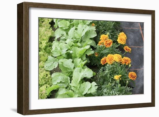 Companion Planting-Bob Gibbons-Framed Photographic Print