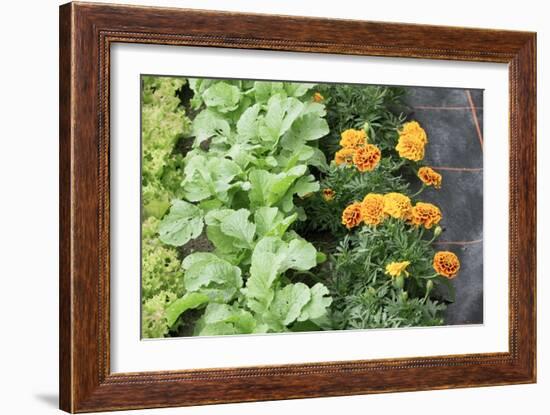 Companion Planting-Bob Gibbons-Framed Photographic Print