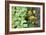 Companion Planting-Bob Gibbons-Framed Photographic Print