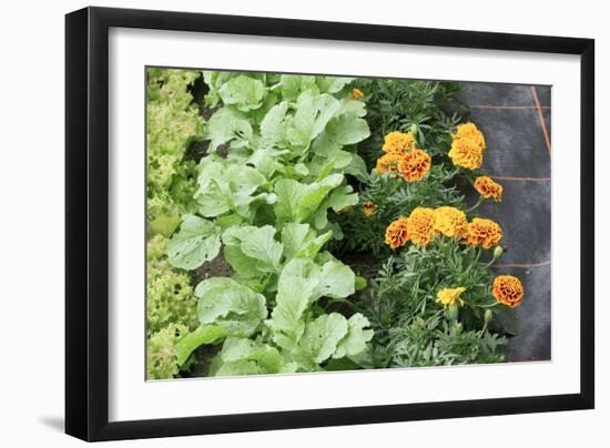 Companion Planting-Bob Gibbons-Framed Photographic Print