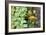 Companion Planting-Bob Gibbons-Framed Photographic Print