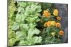 Companion Planting-Bob Gibbons-Mounted Photographic Print