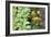 Companion Planting-Bob Gibbons-Framed Photographic Print