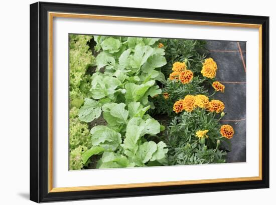 Companion Planting-Bob Gibbons-Framed Photographic Print