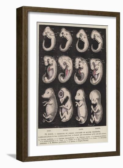 Comparison of the Embryos of Four Vertebrates-null-Framed Giclee Print