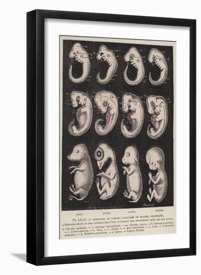 Comparison of the Embryos of Four Vertebrates-null-Framed Giclee Print