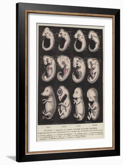 Comparison of the Embryos of Four Vertebrates-null-Framed Giclee Print