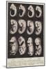 Comparison of the Embryos of Four Vertebrates-null-Mounted Giclee Print