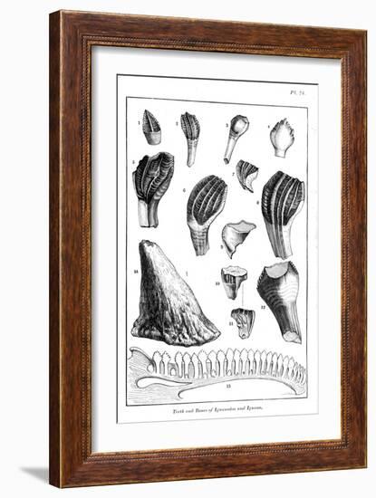 Comparison of the Teeth of an Iguanodon with Those of a Modern Iguana, 1836-null-Framed Giclee Print