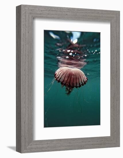 Compass Jellyfish (Chrysaora Hysocella) South Africa-Reinhard Dirscherl-Framed Photographic Print