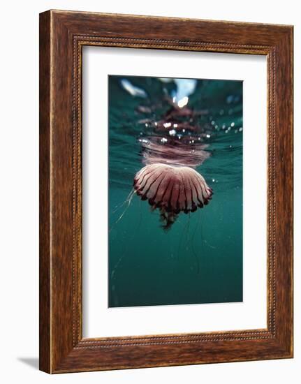 Compass Jellyfish (Chrysaora Hysocella) South Africa-Reinhard Dirscherl-Framed Photographic Print