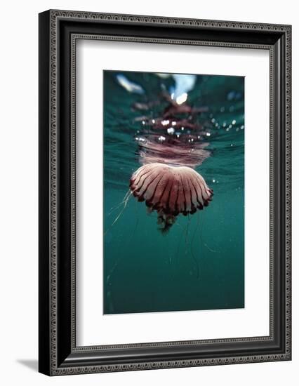 Compass Jellyfish (Chrysaora Hysocella) South Africa-Reinhard Dirscherl-Framed Photographic Print