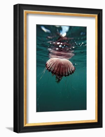 Compass Jellyfish (Chrysaora Hysocella) South Africa-Reinhard Dirscherl-Framed Photographic Print