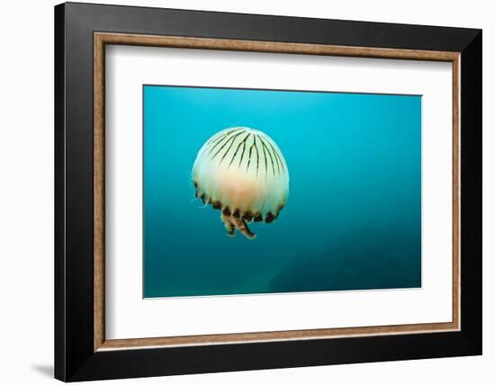 Compass Jellyfish (Chrysaora Hysoscella) Swimming over a Rocky Reef, Plymouth, Devon, UK, August-Alex Mustard-Framed Photographic Print