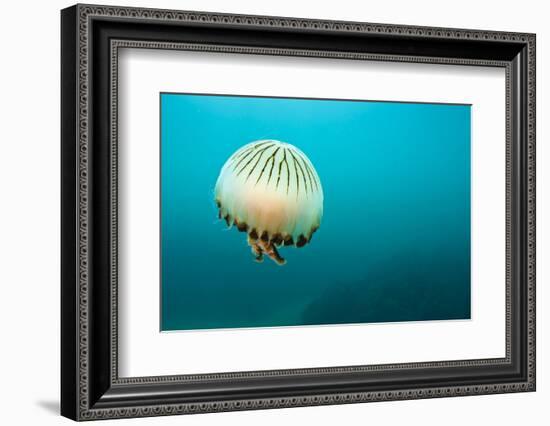 Compass Jellyfish (Chrysaora Hysoscella) Swimming over a Rocky Reef, Plymouth, Devon, UK, August-Alex Mustard-Framed Photographic Print