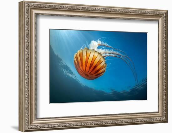 Compass jellyfish feeding on plankton near surface, Cornwall-Lewis Jefferies-Framed Photographic Print