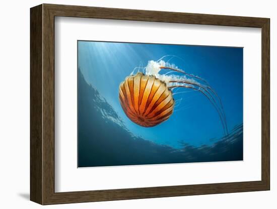 Compass jellyfish feeding on plankton near surface, Cornwall-Lewis Jefferies-Framed Photographic Print