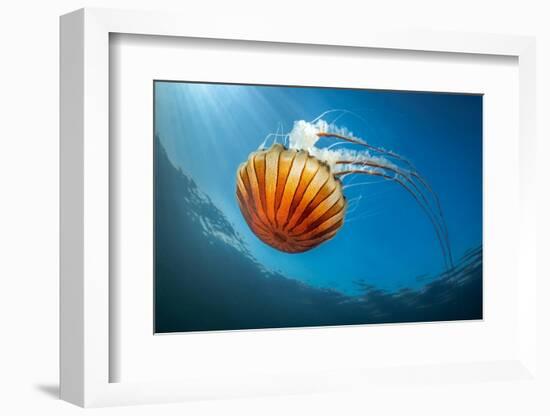 Compass jellyfish feeding on plankton near surface, Cornwall-Lewis Jefferies-Framed Photographic Print