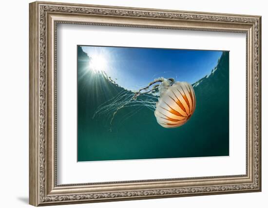 Compass jellyfish, Talland Bay, Cornwall, UK-Alex Mustard-Framed Photographic Print