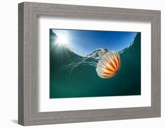 Compass jellyfish, Talland Bay, Cornwall, UK-Alex Mustard-Framed Photographic Print