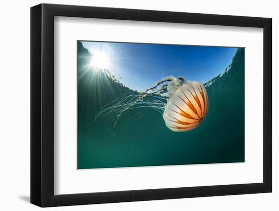 Compass jellyfish, Talland Bay, Cornwall, UK-Alex Mustard-Framed Photographic Print