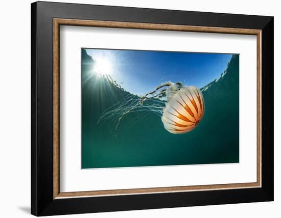 Compass jellyfish, Talland Bay, Cornwall, UK-Alex Mustard-Framed Photographic Print