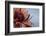 Completely at rest-Heidi Westum-Framed Photographic Print