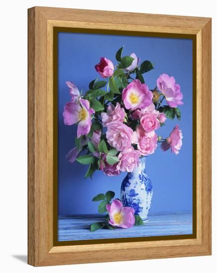 Complicata and Felicia Roses-Clay Perry-Framed Premier Image Canvas