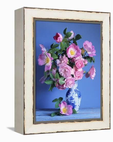 Complicata and Felicia Roses-Clay Perry-Framed Premier Image Canvas