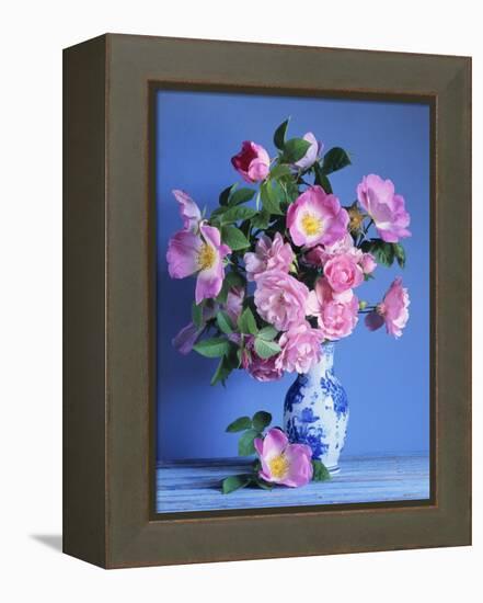 Complicata and Felicia Roses-Clay Perry-Framed Premier Image Canvas