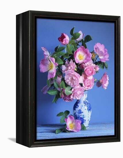 Complicata and Felicia Roses-Clay Perry-Framed Premier Image Canvas