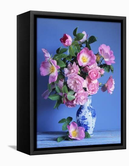 Complicata and Felicia Roses-Clay Perry-Framed Premier Image Canvas