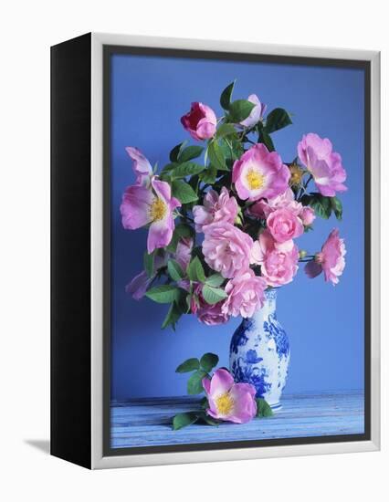 Complicata and Felicia Roses-Clay Perry-Framed Premier Image Canvas