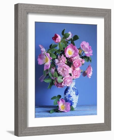 Complicata and Felicia Roses-Clay Perry-Framed Photographic Print