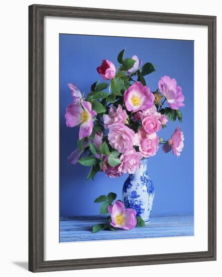 Complicata and Felicia Roses-Clay Perry-Framed Photographic Print