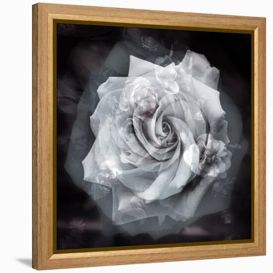 Composing of a White Rose Layered with Blossoms Infront of Black Background-Alaya Gadeh-Framed Premier Image Canvas