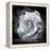 Composing of a White Rose Layered with Blossoms Infront of Black Background-Alaya Gadeh-Framed Premier Image Canvas