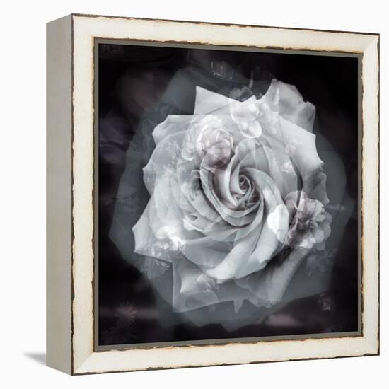 Composing of a White Rose Layered with Blossoms Infront of Black Background-Alaya Gadeh-Framed Premier Image Canvas