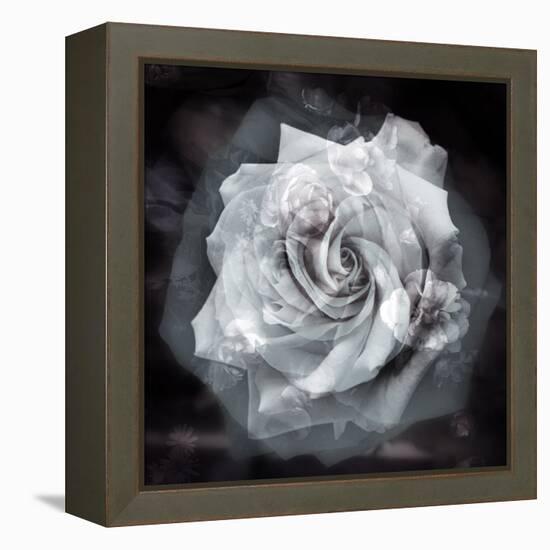 Composing of a White Rose Layered with Blossoms Infront of Black Background-Alaya Gadeh-Framed Premier Image Canvas