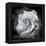 Composing of a White Rose Layered with Blossoms Infront of Black Background-Alaya Gadeh-Framed Premier Image Canvas