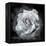 Composing of a White Rose Layered with Blossoms Infront of Black Background-Alaya Gadeh-Framed Premier Image Canvas