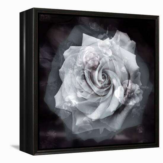 Composing of a White Rose Layered with Blossoms Infront of Black Background-Alaya Gadeh-Framed Premier Image Canvas