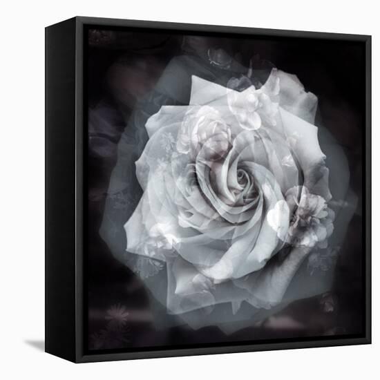 Composing of a White Rose Layered with Blossoms Infront of Black Background-Alaya Gadeh-Framed Premier Image Canvas