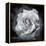 Composing of a White Rose Layered with Blossoms Infront of Black Background-Alaya Gadeh-Framed Premier Image Canvas