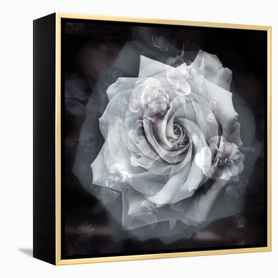 Composing of a White Rose Layered with Blossoms Infront of Black Background-Alaya Gadeh-Framed Premier Image Canvas