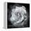 Composing of a White Rose Layered with Blossoms Infront of Black Background-Alaya Gadeh-Framed Premier Image Canvas